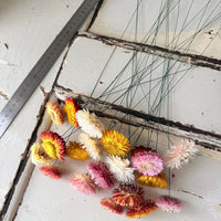 Dried Strawflower Daisy flower bunch - Helichrysum / Everlasting / Paper Daisy - stems / heads - Australian Native