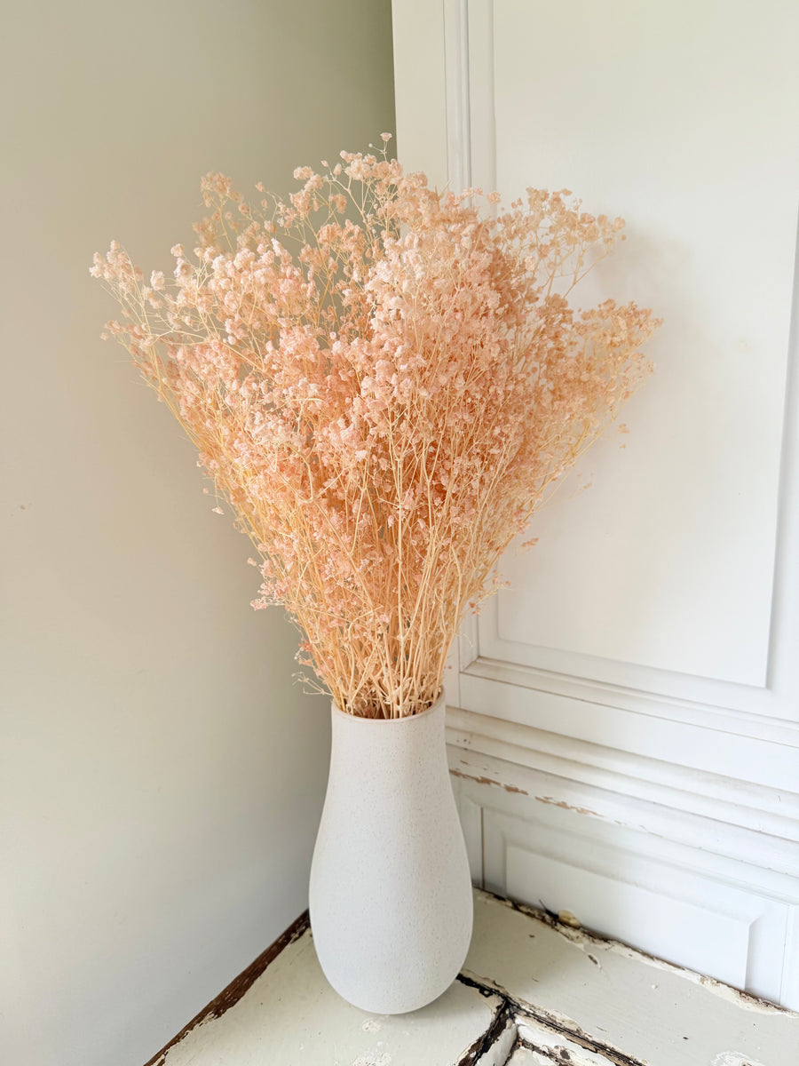 Preserved Broom Bloom / Genista