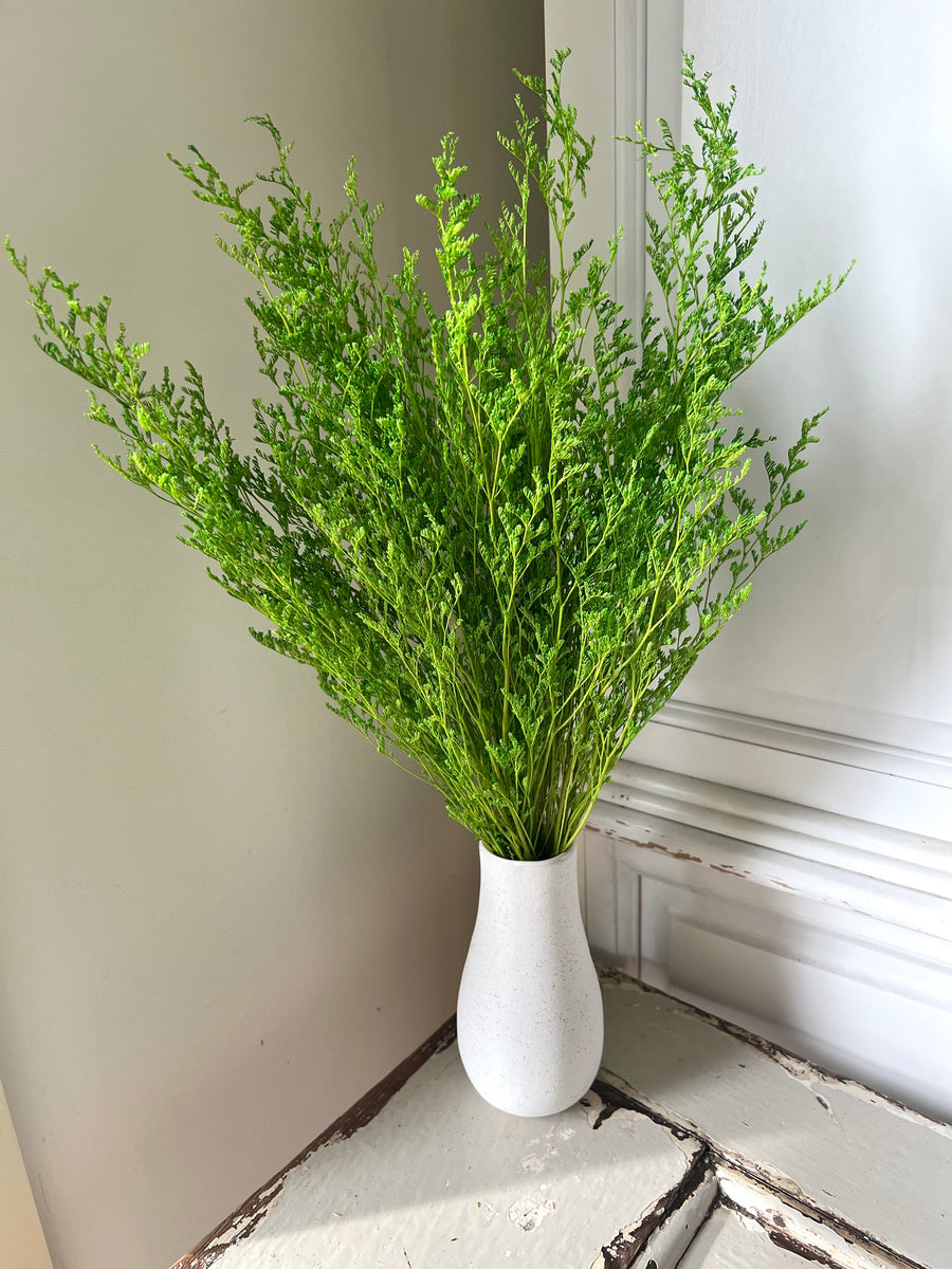 Soft / Vivid Hue Preserved Limonium | Misty | Sea Lavender