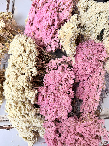 Naturally Dried Brownii / Verticordia