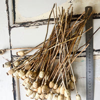 Naturally Dried Poppy Pods / Papaver - natural brown