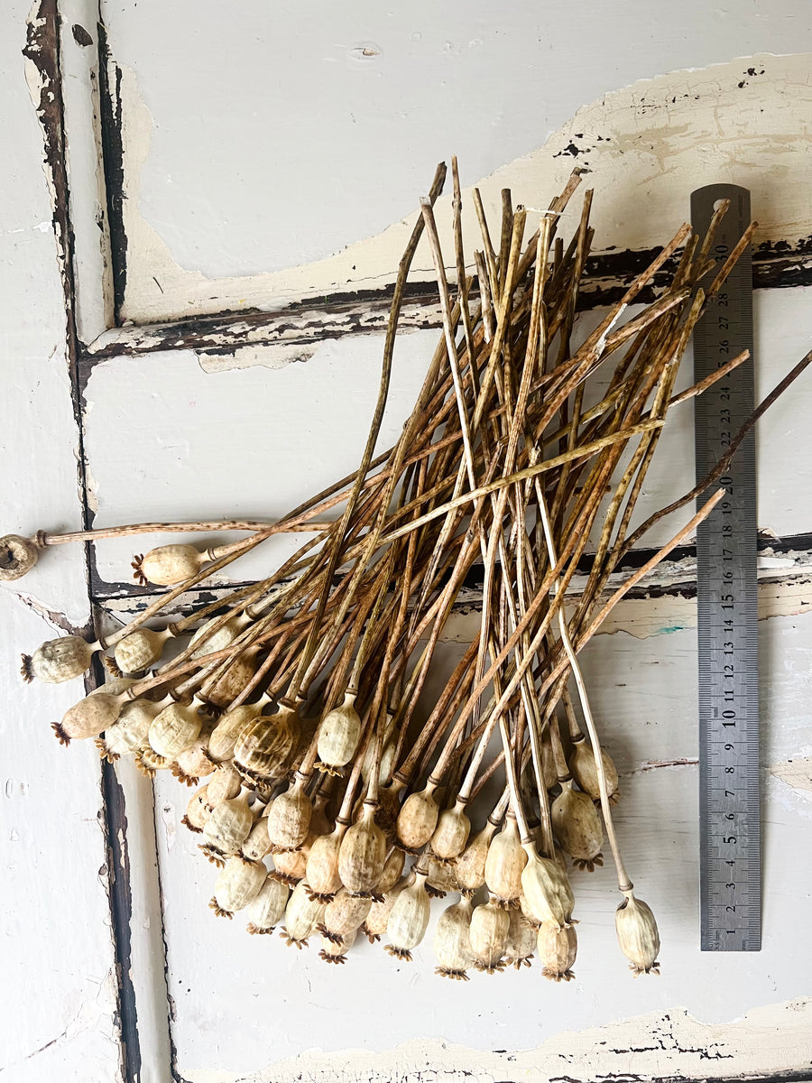 Naturally Dried Poppy Pods / Papaver - natural brown