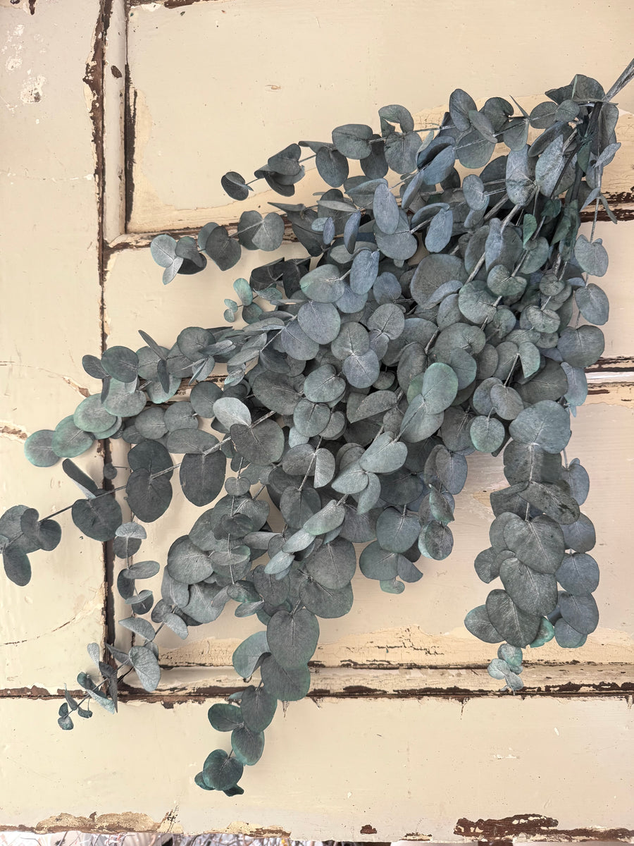 Preserved Eucalyptus / Gum