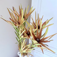 Naturally Dried Leucadendron - Australian Native