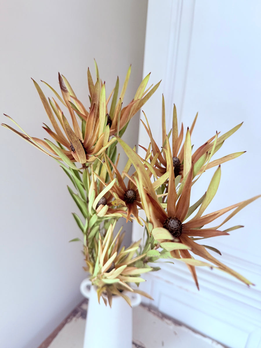 Naturally Dried Leucadendron - Australian Native