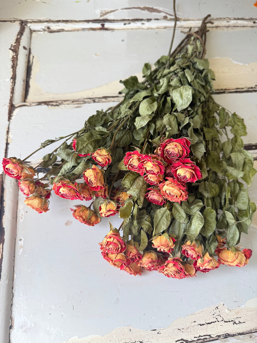 Naturally Dried Spray Rose