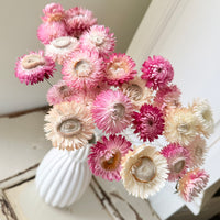 Dried Strawflower Daisy flower bunch - Helichrysum / Everlasting / Paper Daisy - stems / heads - Australian Native