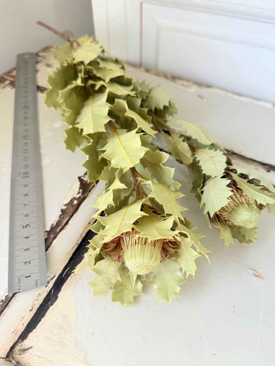 Naturally Dried Banksia & King Protea & Protea - Australian Native
