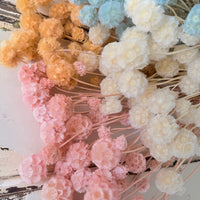 Preserved Scabiosa Pods
