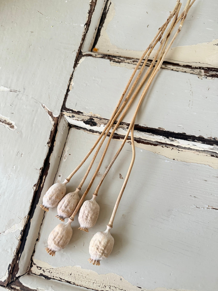 Naturally Dried Poppy Pods* / Papaver - natural brown