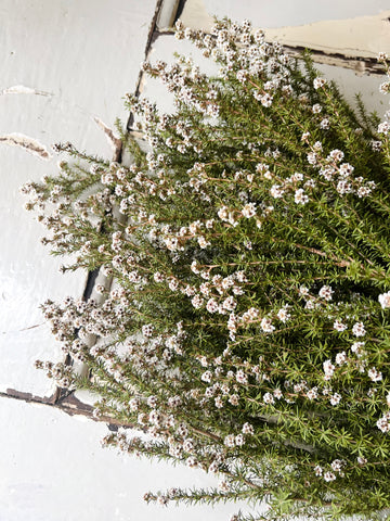 Preserved / Naturally Dried Tea Tree | Titree