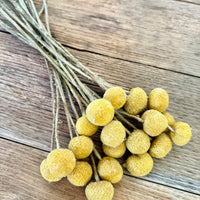 Naturally Dried Billy Button / Craspedia - Yellow