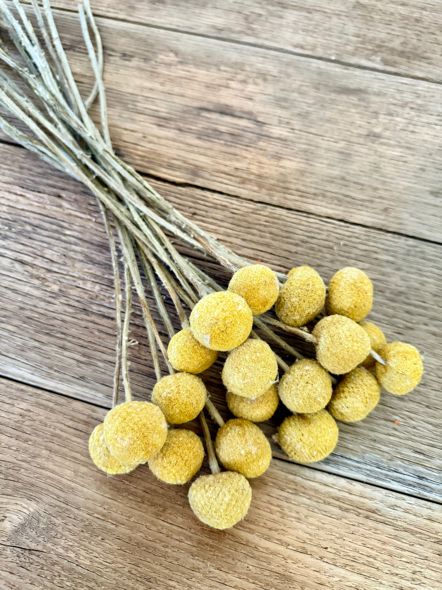 Naturally Dried Billy Button / Craspedia - Yellow