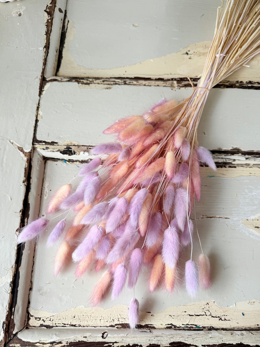 干兔尾/兔尾草