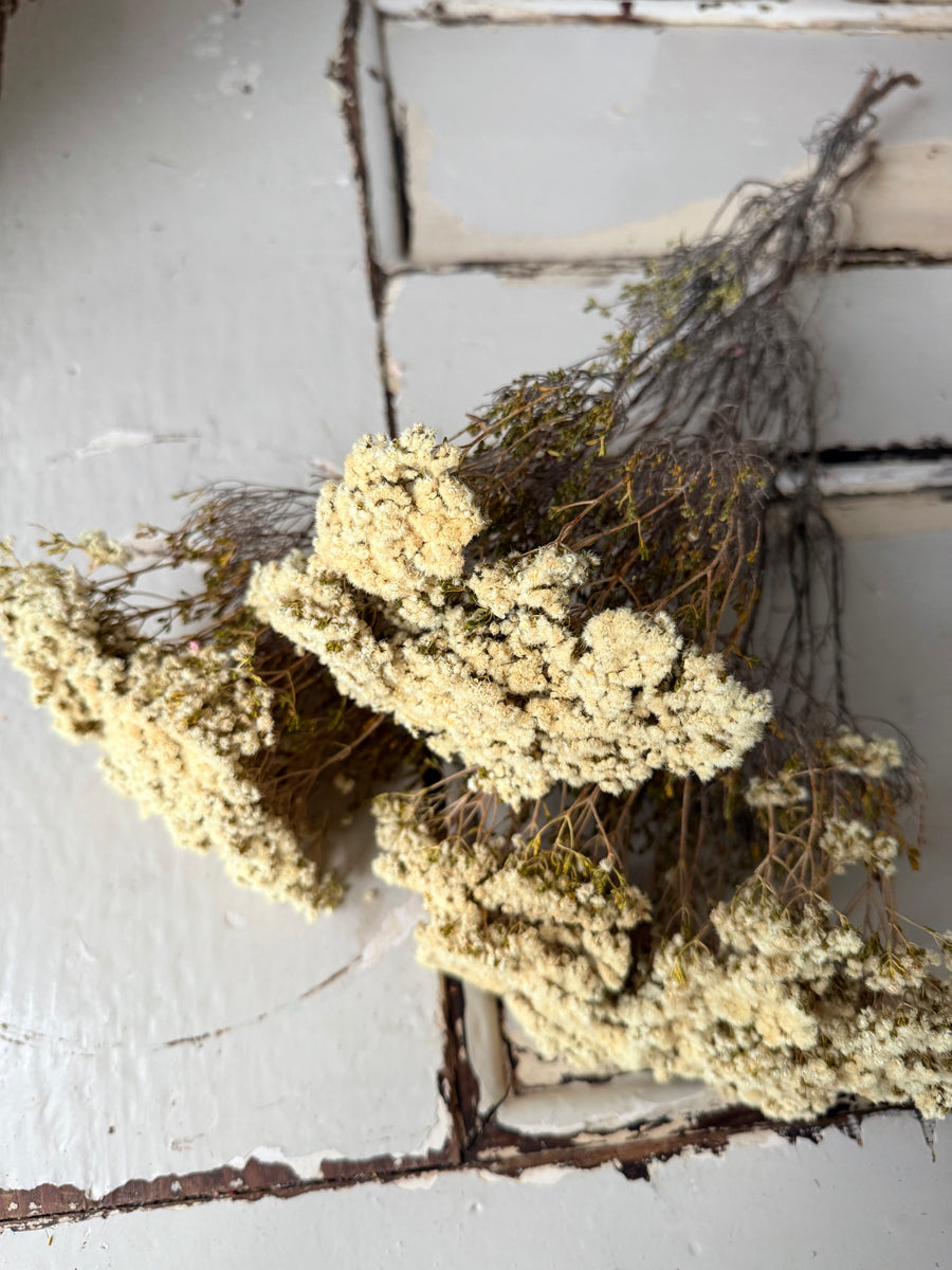 Naturally Dried Brownii / Verticordia