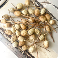 Naturally Dried Poppy Pods / Papaver - natural brown