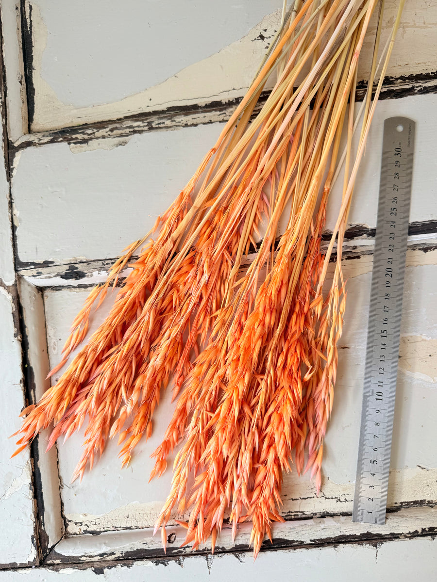 Naturally Dried / Coloured Oat / Avena