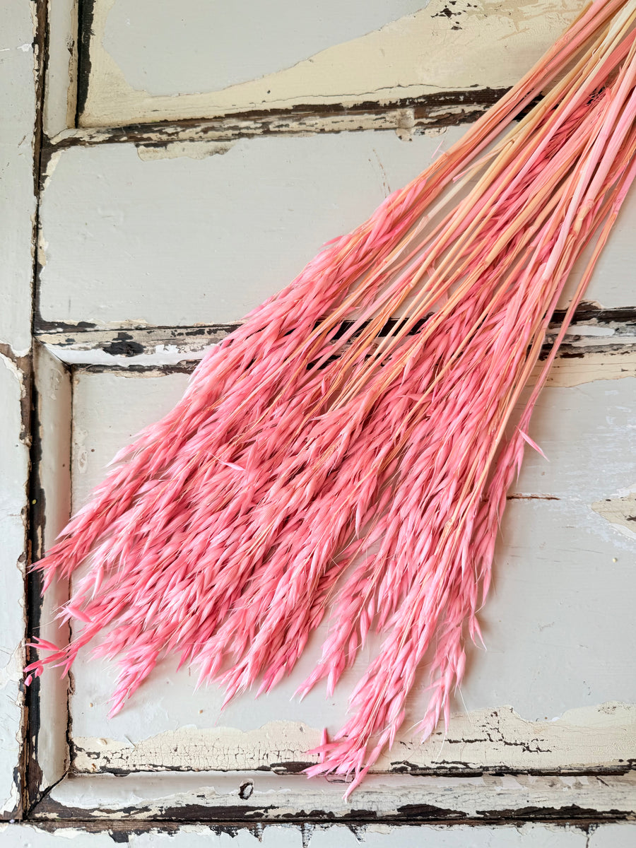 Naturally Dried / Coloured Oat / Avena