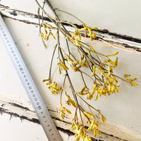 Preserved / Naturally Dried Kangaroo Paw