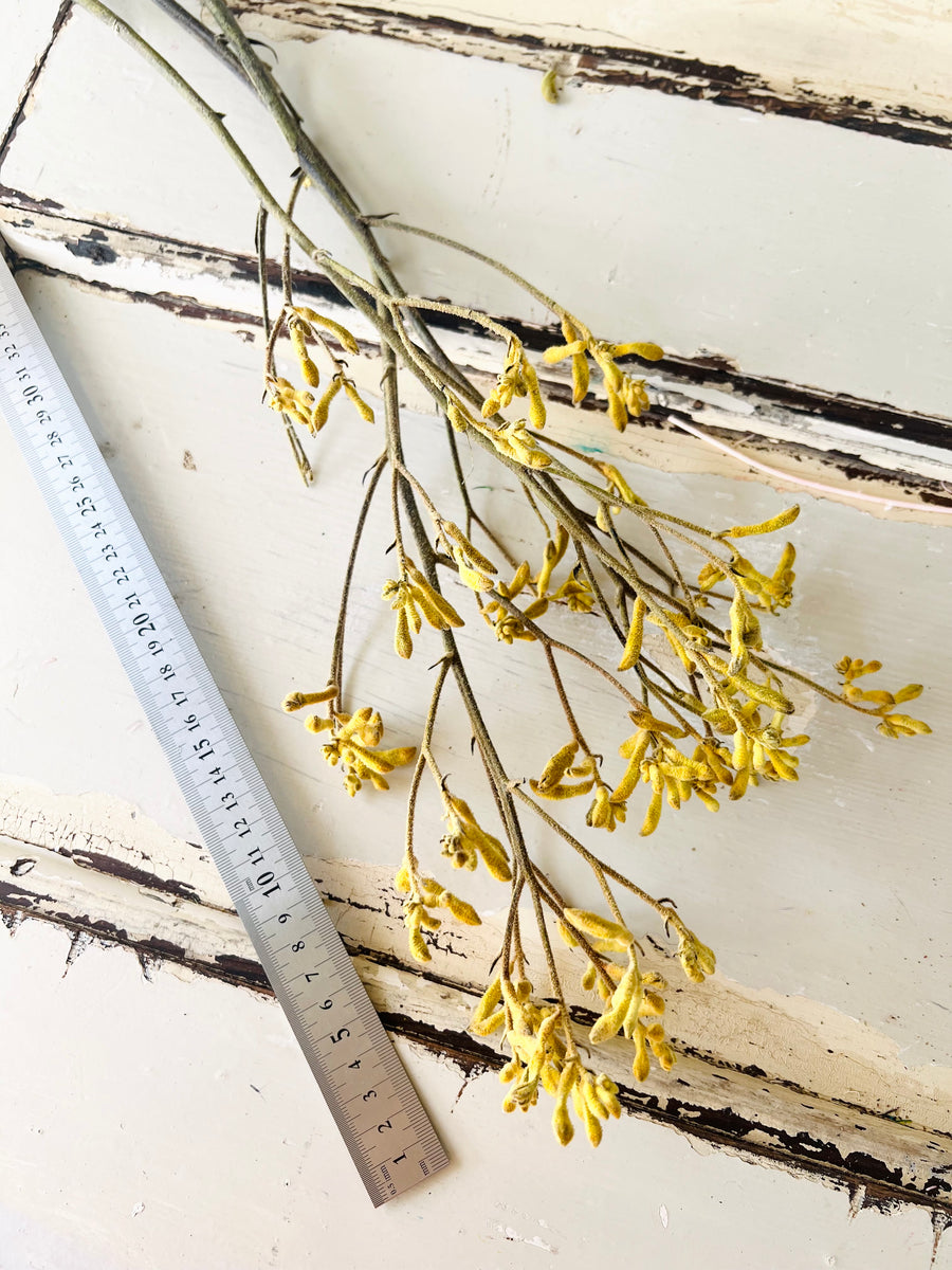 Preserved / Naturally Dried Kangaroo Paw