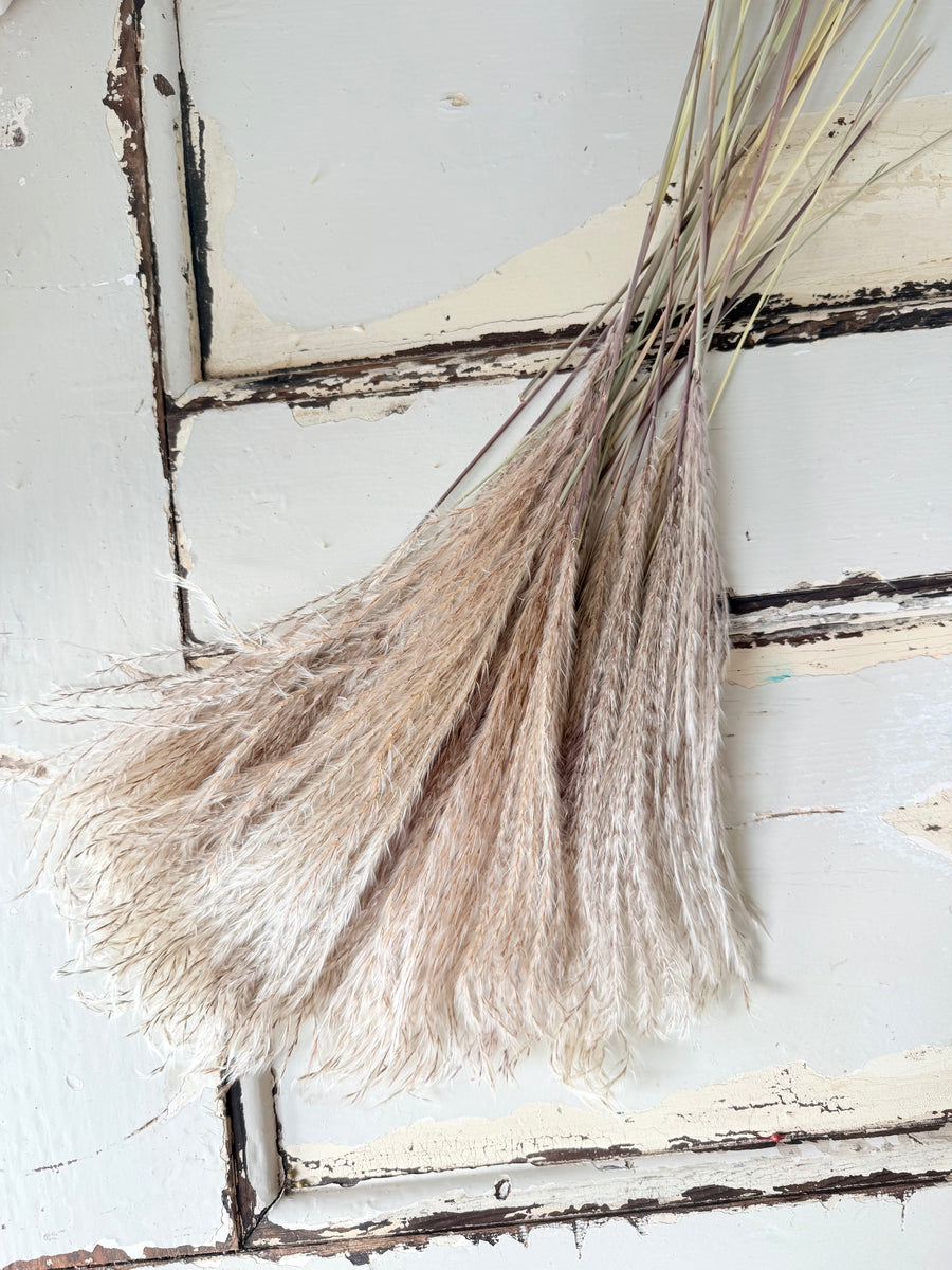 Naturally Dried Reed Canary Grass / Mischanthus Grass / Mini Pampas Grass