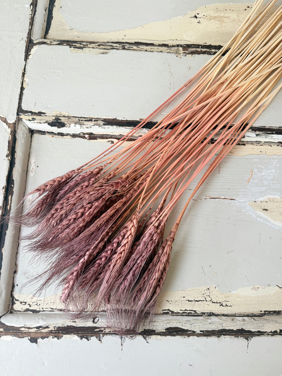 Dried Wheat