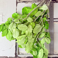 Outlet & Sample [flower stems / greenery]