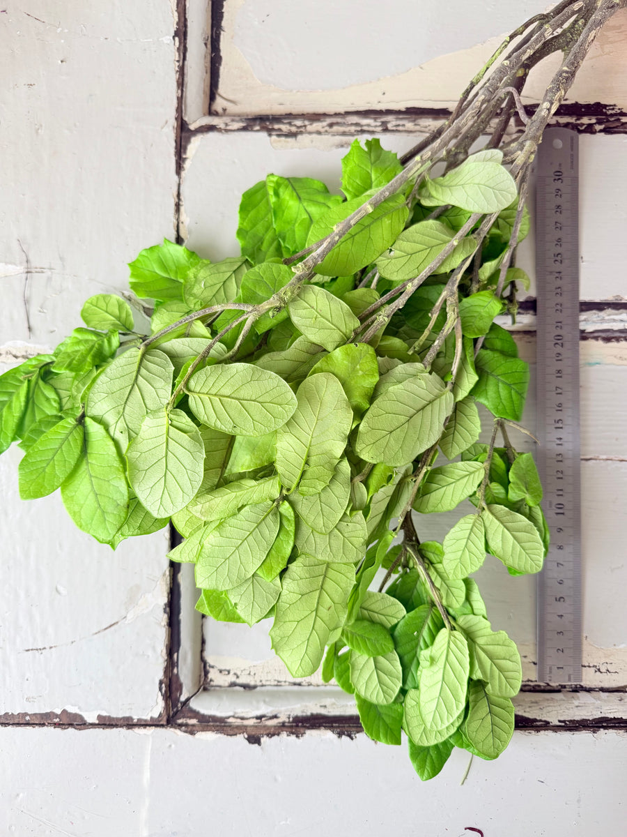 Outlet & Sample [flower stems / greenery]