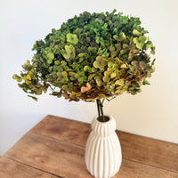 Preserved Hydrangea Stem