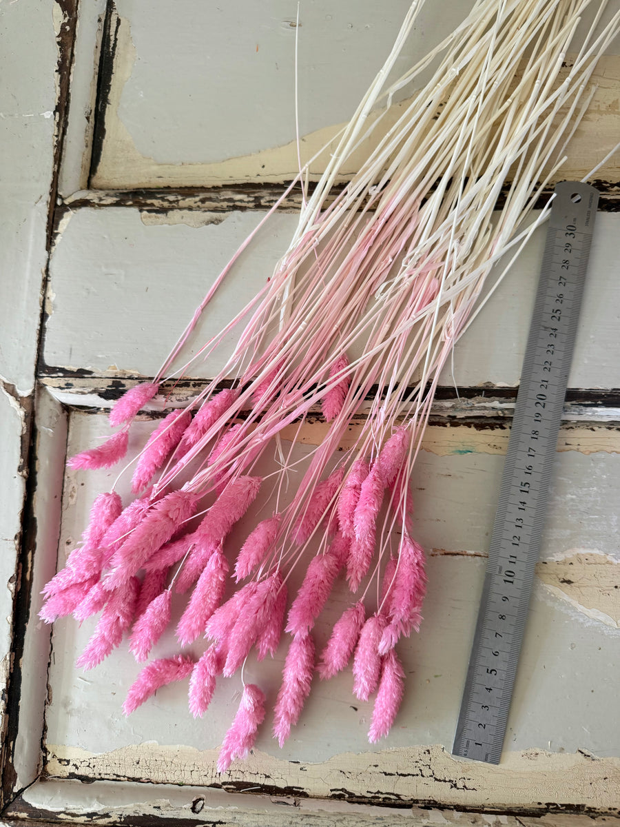 Dried Phalaris