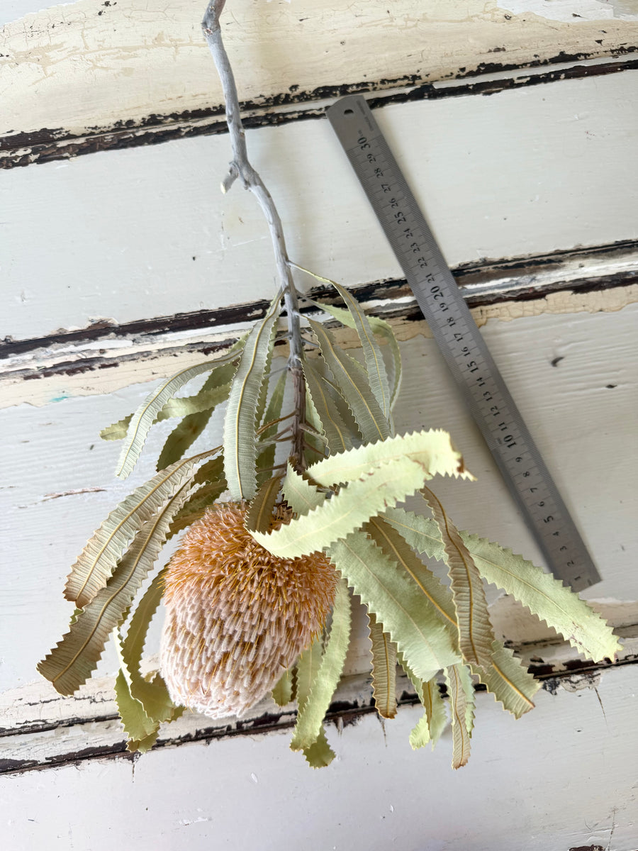 Naturally Dried Banksia & King Protea & Protea - Australian Native