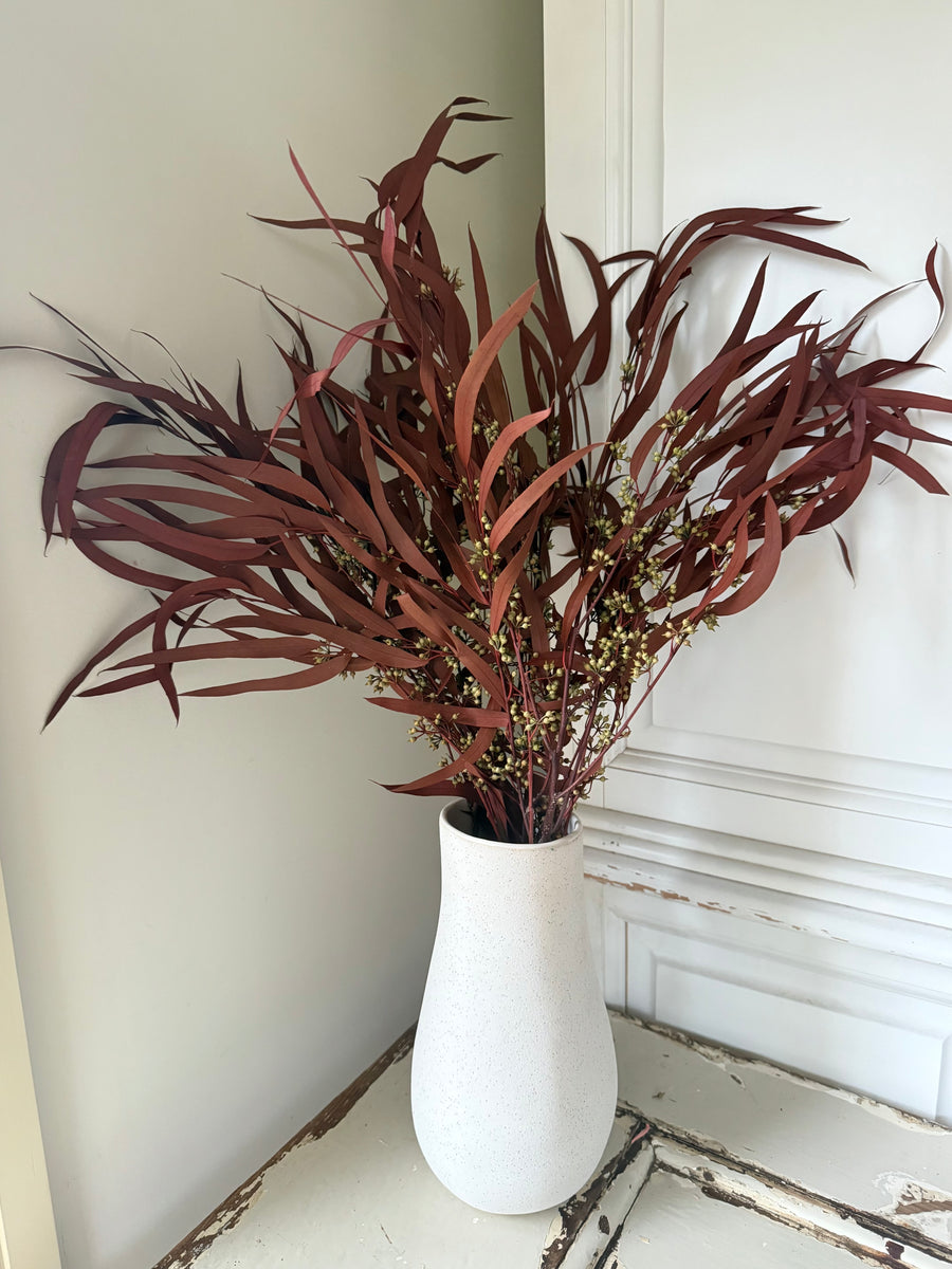 Preserved Eucalyptus / Gum