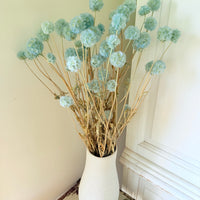 Preserved Scabiosa Pods