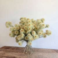 雏菊和含羞草花束[M] 保鲜干花