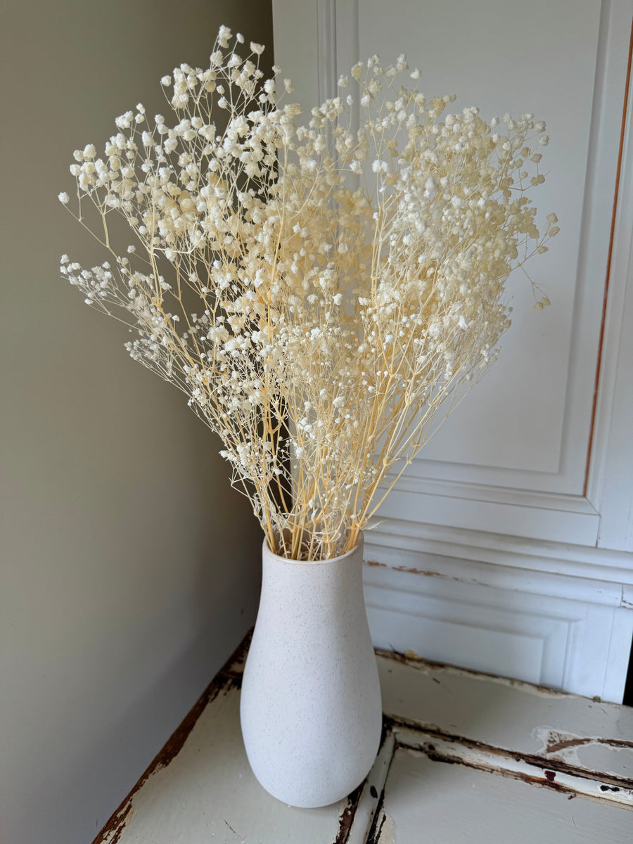 Preserved Broom Bloom / Genista