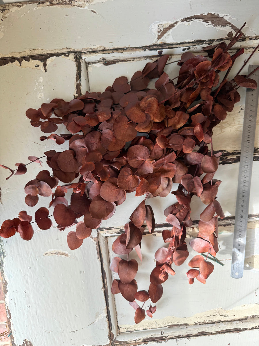 Preserved Eucalyptus / Gum