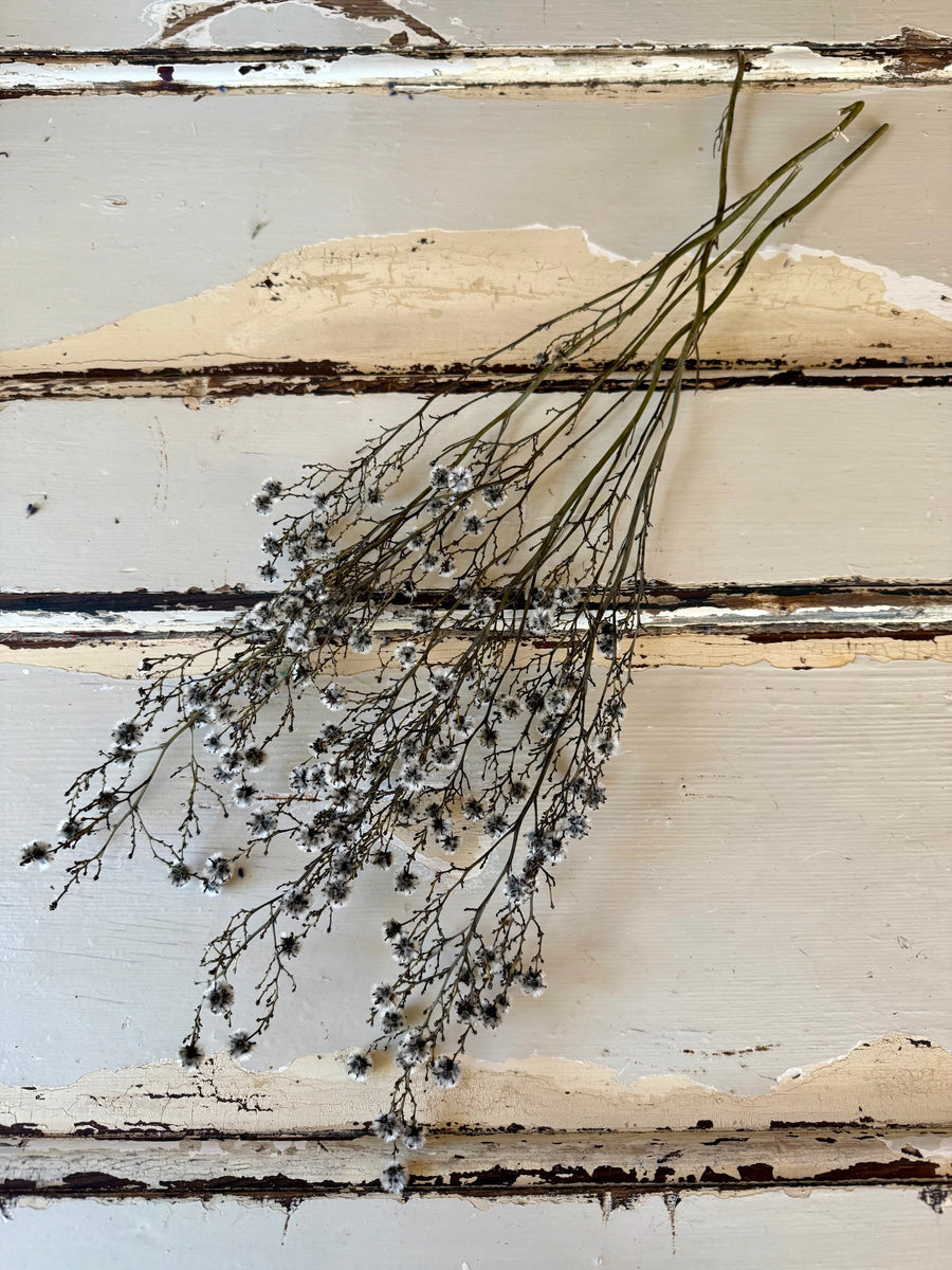 Dried Strillingia with pods