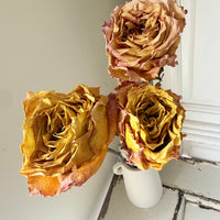Dried Rose