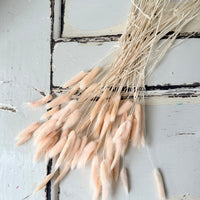 Dried Bunny Tail / Lagurus Ovatus