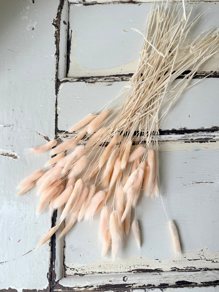 Dried Bunny Tail / Lagurus Ovatus