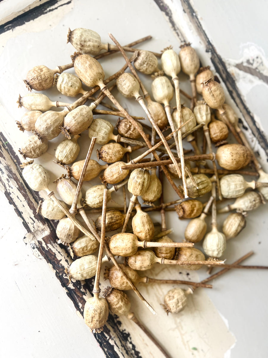 Naturally Dried Poppy Pods / Papaver - natural brown