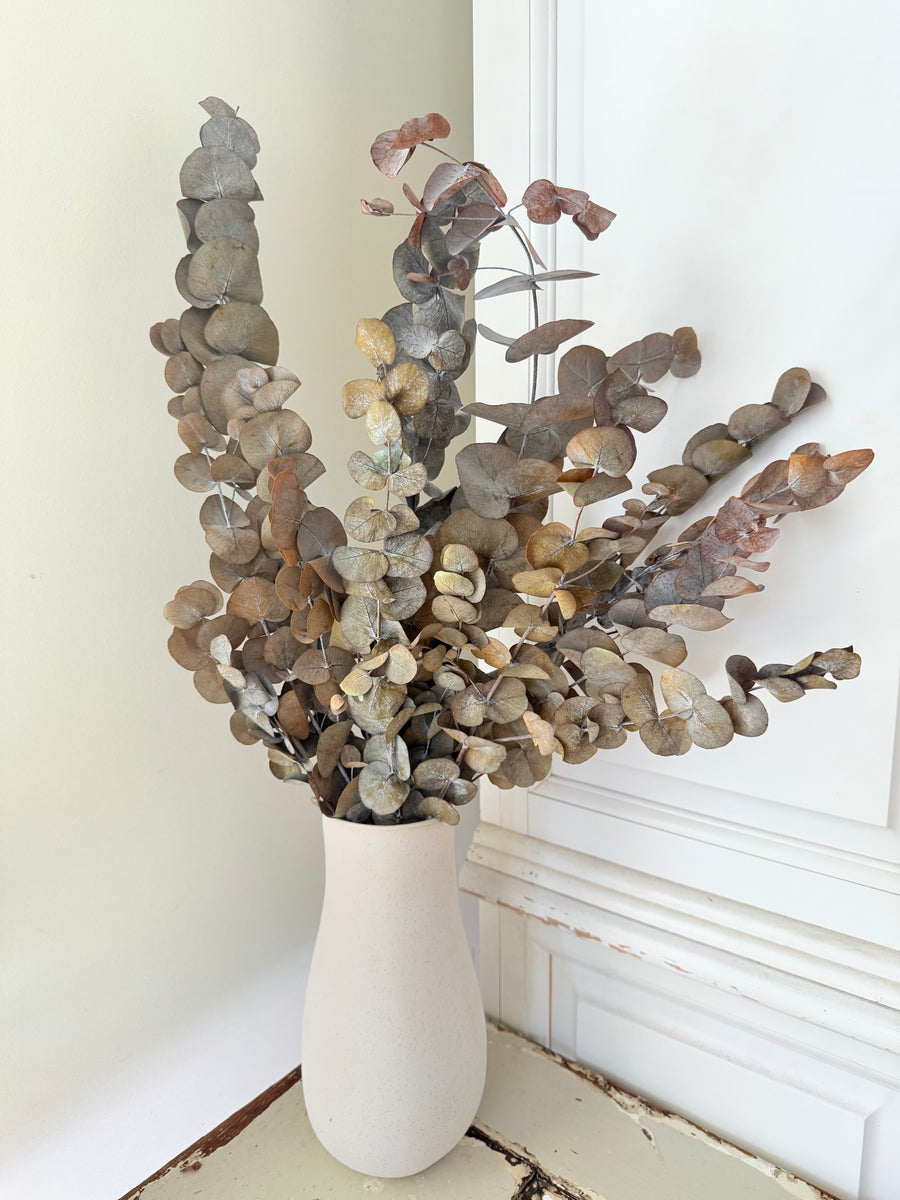 Preserved Eucalyptus / Gum