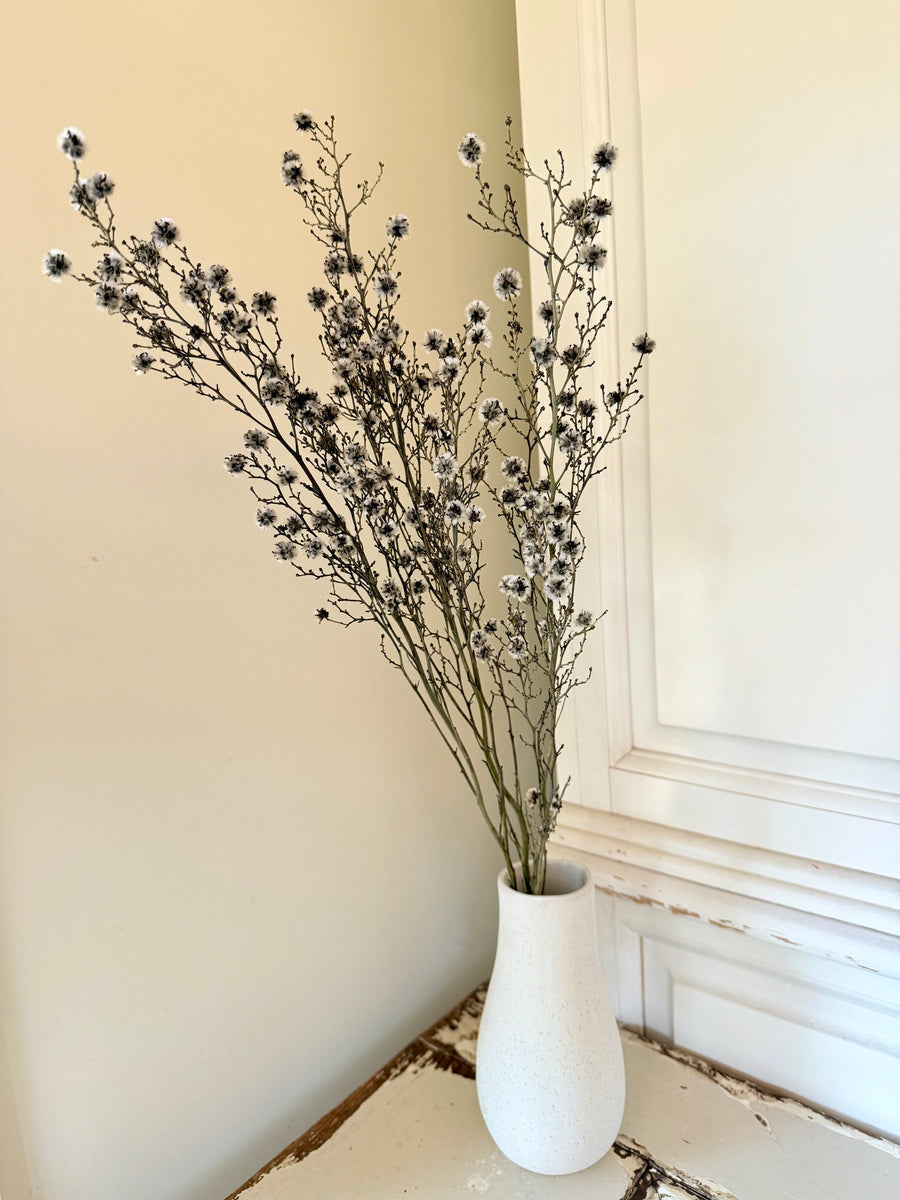 Dried Strillingia with pods