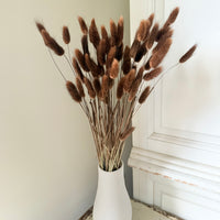 Dried Bunny Tail / Lagurus Ovatus