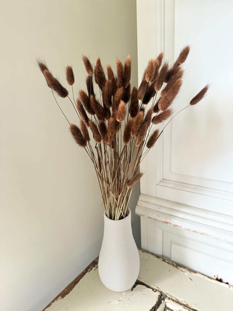 Dried Bunny Tail / Lagurus Ovatus