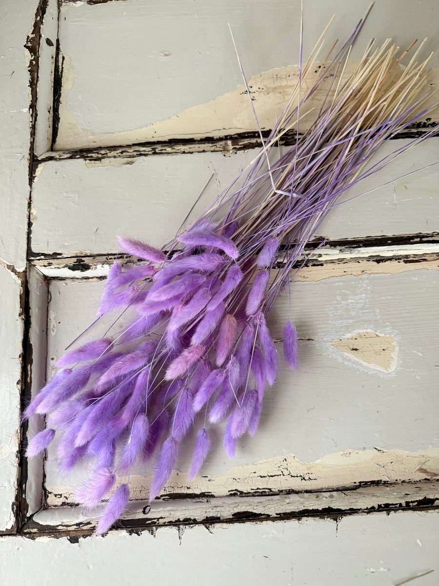 Dried Bunny Tail / Lagurus Ovatus