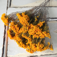 Naturally Dried Verticordia Nitens / Christmas Morrison / Myrtle - natural orange