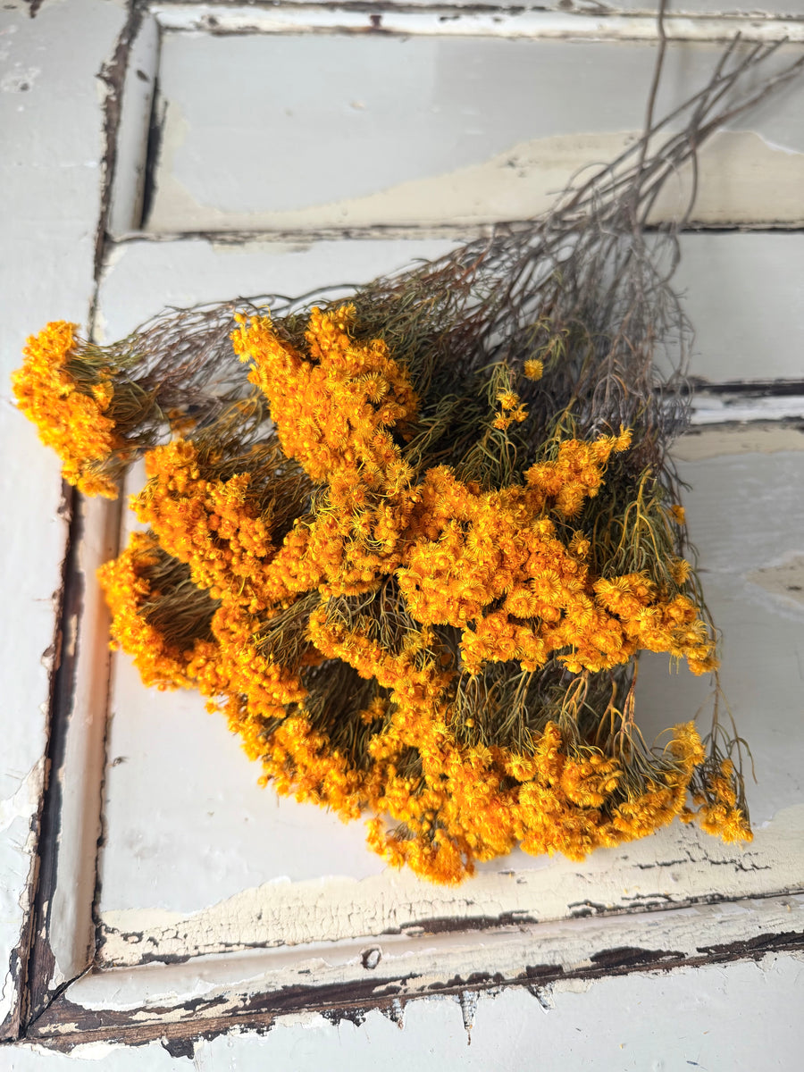 Naturally Dried Verticordia Nitens / Christmas Morrison / Myrtle - natural orange