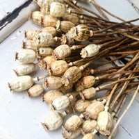 Naturally Dried Poppy Pods / Papaver - natural brown