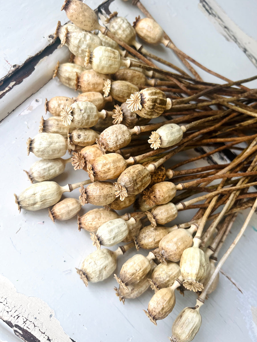 Naturally Dried Poppy Pods / Papaver - natural brown